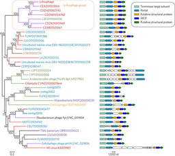 The most abundant human-associated virus no longer an orphan 